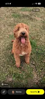 Mac , a male Aussiedoodle for sale in Valdosta, GA – 7 of 7