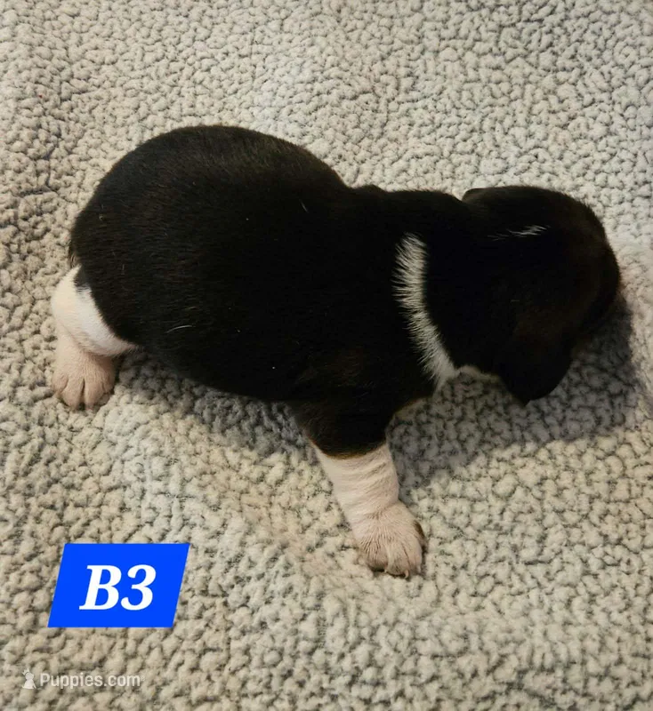 B3 – Beagle puppy for sale in Valdosta, GA