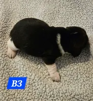 B3, a male Beagle for sale in Valdosta, GA – 1 of 2