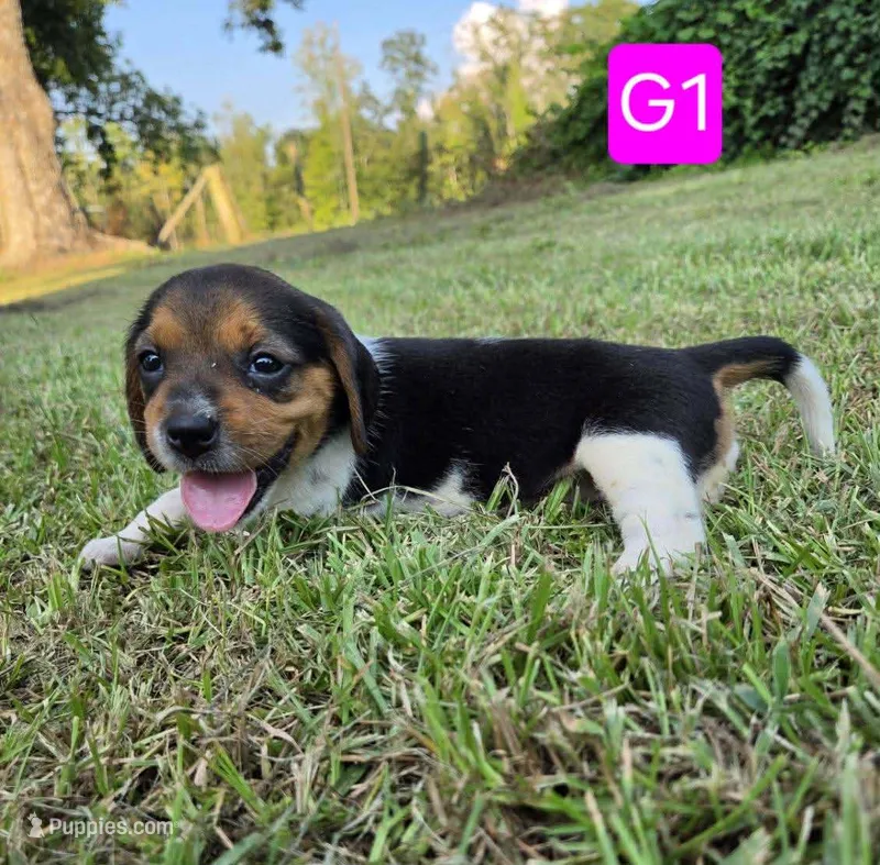 G1 – Beagle puppy for sale in Valdosta, GA