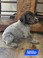 Milo , a male German Shorthaired Pointer for sale in Valdosta, GA – 5 of 6