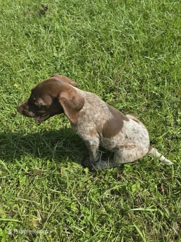 Ranger  – German Shorthaired Pointer puppy for sale in Valdosta, GA