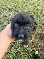 Mac , a male Aussiedoodle for sale in Valdosta, GA – 2 of 7