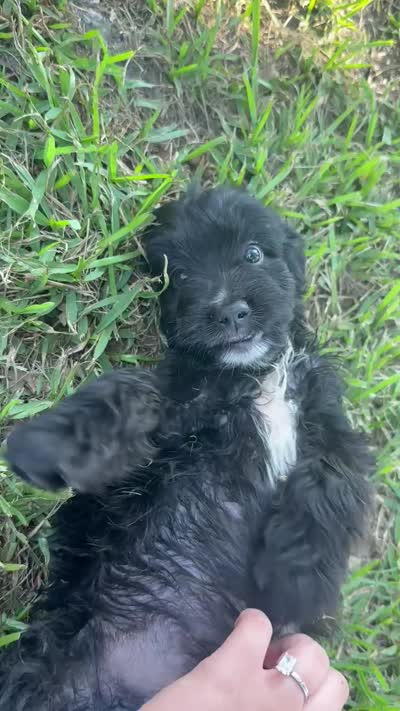 Mac , a male Aussiedoodle for sale in Valdosta, GA – 6 of 7