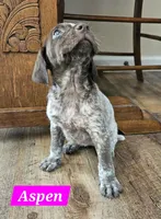 Aspen, a female German Shorthaired Pointer for sale in Valdosta, GA – 2 of 7
