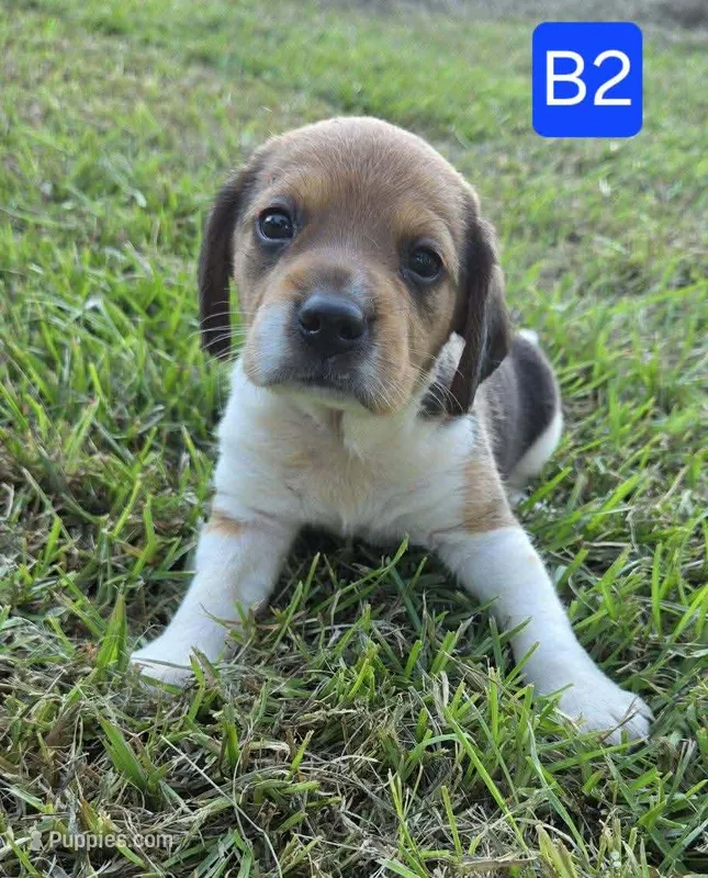 B2 – Beagle puppy for sale in Valdosta, GA