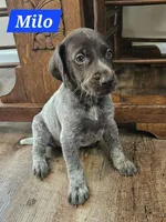 Milo , a male German Shorthaired Pointer for sale in Valdosta, GA – 2 of 6