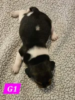 G1, a female Beagle for sale in Valdosta, GA – 2 of 2