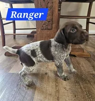 Ranger , a male German Shorthaired Pointer for sale in Valdosta, GA – 3 of 4