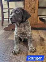 Ranger , a male German Shorthaired Pointer for sale in Valdosta, GA – 4 of 4