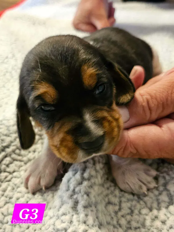 G3 – Beagle puppy for sale in Valdosta, GA