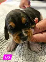G3, a female Beagle for sale in Valdosta, GA – 2 of 2