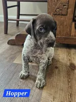 Hopper , a male German Shorthaired Pointer for sale in Valdosta, GA – 4 of 6