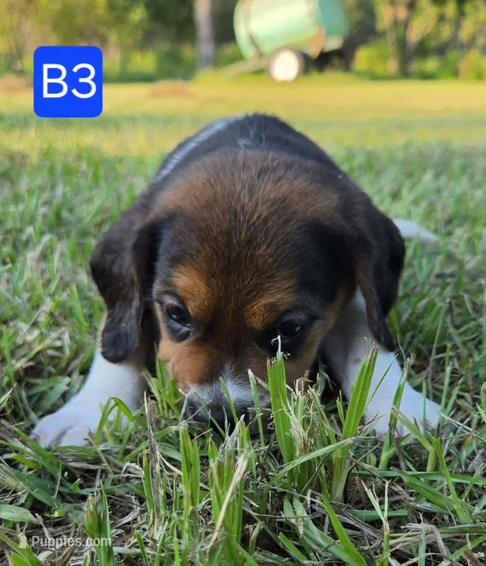 B3 – Beagle puppy for sale in Valdosta, GA