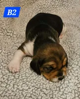 B2, a male Beagle for sale in Valdosta, GA – 2 of 2