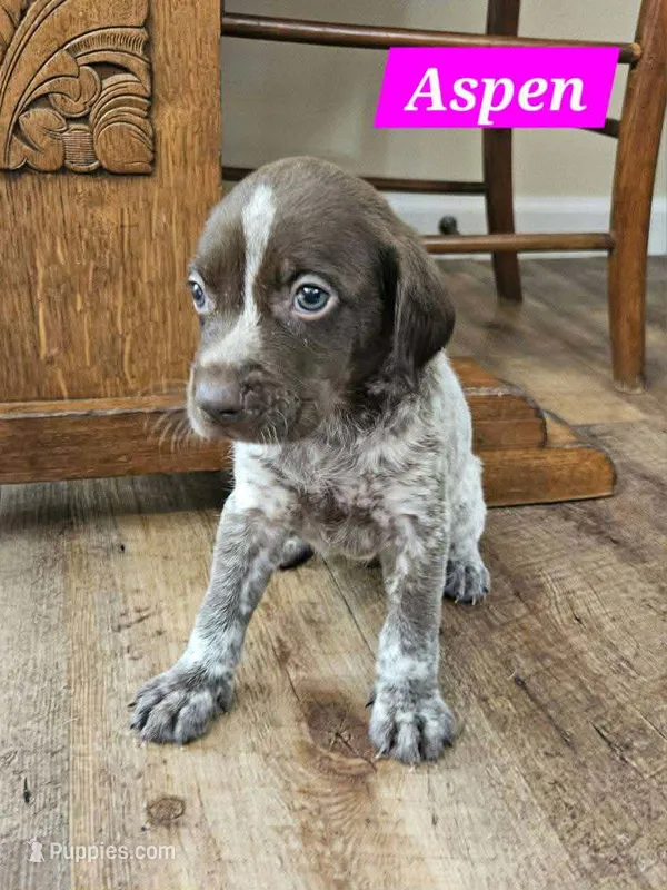 Aspen – German Shorthaired Pointer puppy for sale in Valdosta, GA