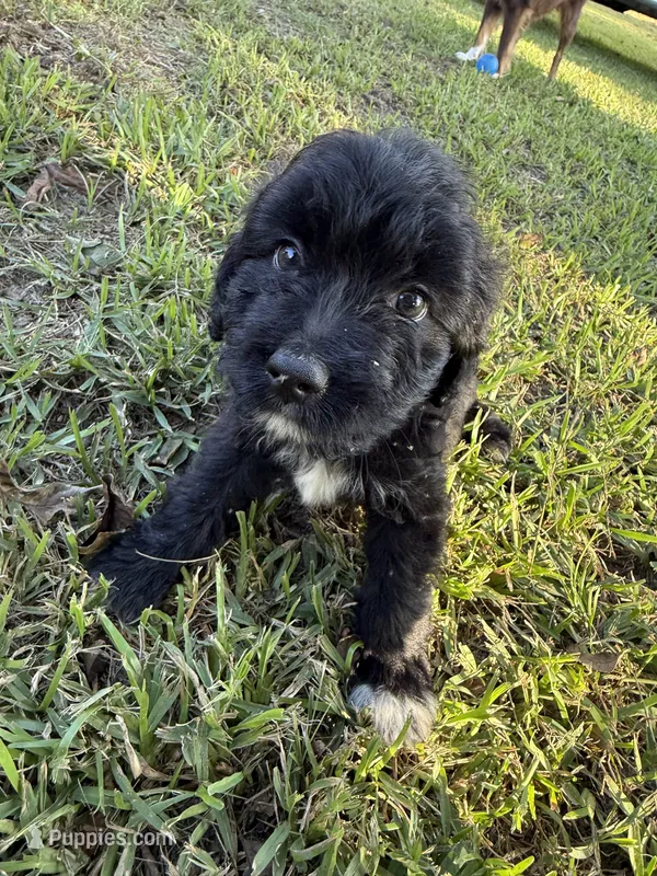 Mac  – Aussiedoodle puppy for sale in Valdosta, GA
