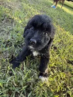 Mac , a male Aussiedoodle for sale in Valdosta, GA – 1 of 7