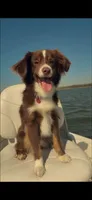 Mac , a male Aussiedoodle for sale in Valdosta, GA – 5 of 7