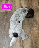 Dot, a female German Shorthaired Pointer for sale in Valdosta, GA – 4 of 6