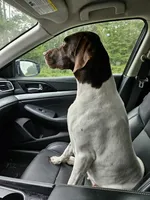 Hopper , a male German Shorthaired Pointer for sale in Valdosta, GA – 6 of 6