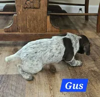 Gus , a male German Shorthaired Pointer for sale in Valdosta, GA – 4 of 6