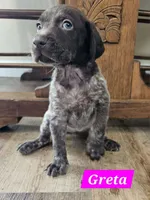 Greta, a male German Shorthaired Pointer for sale in Valdosta, GA – 2 of 6