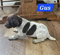 Gus , a male German Shorthaired Pointer for sale in Valdosta, GA – 5 of 6