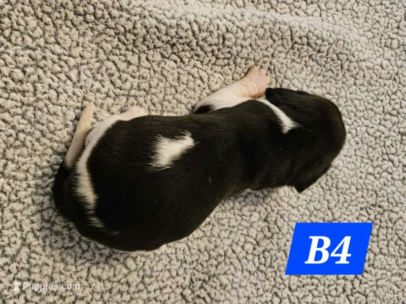 B4 – Beagle puppy for sale in Valdosta, GA