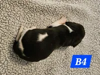 B4, a male Beagle for sale in Valdosta, GA – 1 of 2