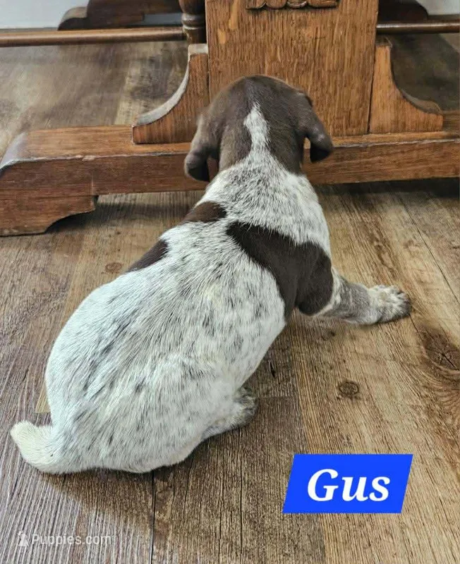 Gus  – German Shorthaired Pointer puppy for sale in Valdosta, GA