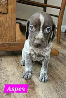 Aspen, a female German Shorthaired Pointer for sale in Valdosta, GA – 7 of 7