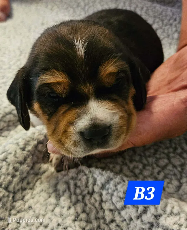 B3 – Beagle puppy for sale in Valdosta, GA
