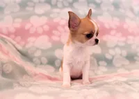 AKC SWOOSH, a female Chihuahua for sale in Troy, MO – 3 of 7