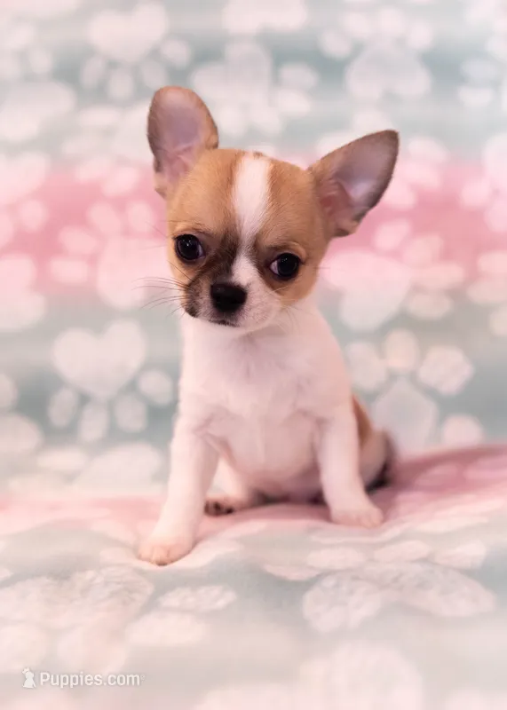 AKC SPLIT – Chihuahua puppy for sale in Troy, MO