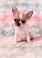 AKC SPLIT, a male Chihuahua for sale in Troy, MO – 1 of 3