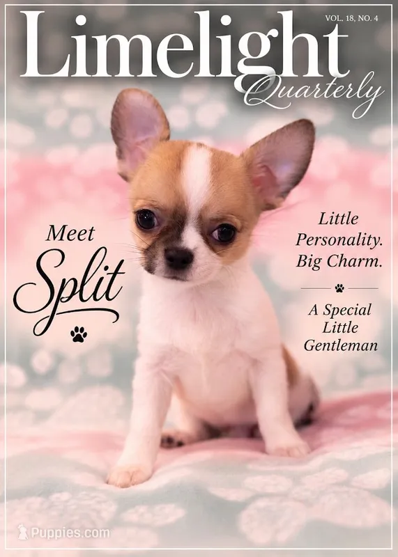 AKC SPLIT – Chihuahua puppy for sale in Troy, MO