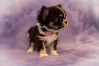 AKC VIOLET, a female Chihuahua for sale in St. Louis, MO – Photo 2 of 4