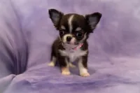 AKC VIOLET, a female Chihuahua for sale in St. Louis, MO – Photo 3 of 4