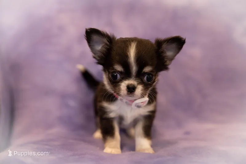 AKC VIOLET – Chihuahua puppy for sale in St. Louis, MO
