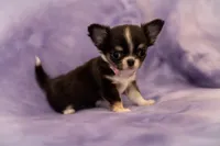 AKC VIOLET, a female Chihuahua for sale in St. Louis, MO – Photo 4 of 4