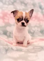 AKC MAGGIE, a female Chihuahua for sale in Troy, MO – 2 of 2