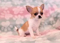 AKC SWOOSH, a female Chihuahua for sale in Troy, MO – 4 of 7