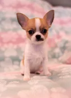 AKC SWOOSH, a female Chihuahua for sale in Troy, MO – 7 of 7