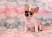 AKC SPLIT, a male Chihuahua for sale in Troy, MO – 3 of 3