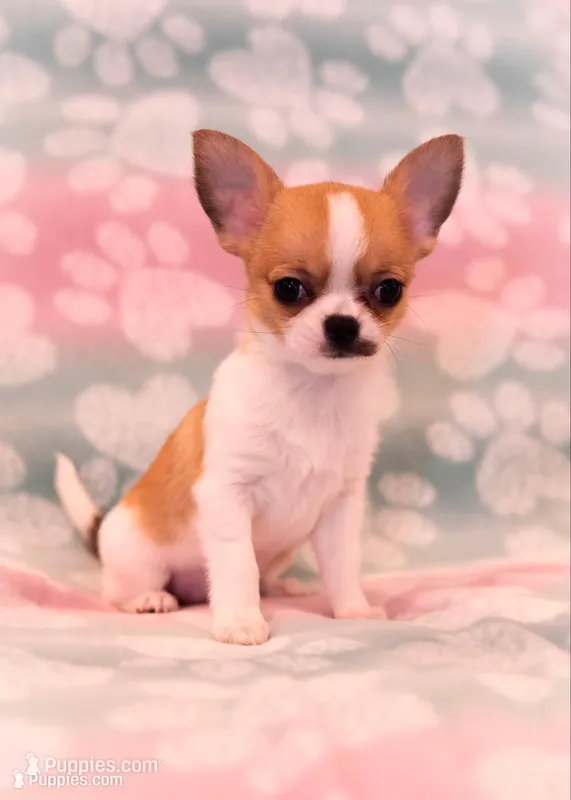 AKC SWOOSH – Chihuahua puppy for sale in Troy, MO