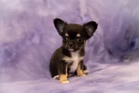 AKC JAGGER, a male Chihuahua for sale in St. Louis, MO – Photo 2 of 2