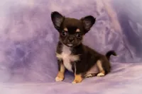 AKC JAGGER, a male Chihuahua for sale in St. Louis, MO – Photo 1 of 2