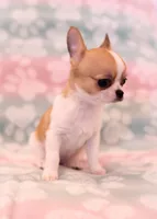AKC SWOOSH, a female Chihuahua for sale in Troy, MO – 6 of 7