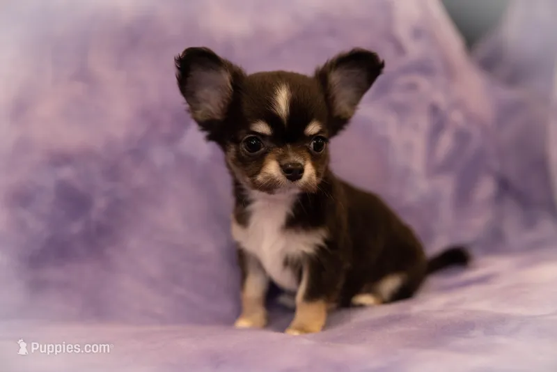 AKC PORTER – Chihuahua puppy for sale in St. Louis, MO